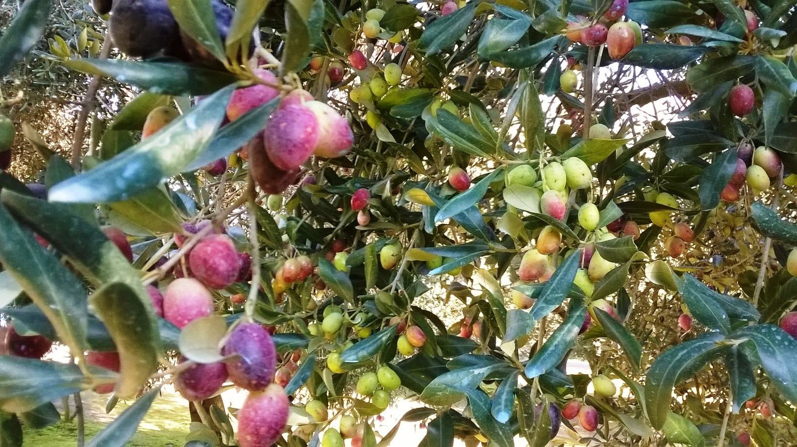 Olives at véraison, the moment we pick.