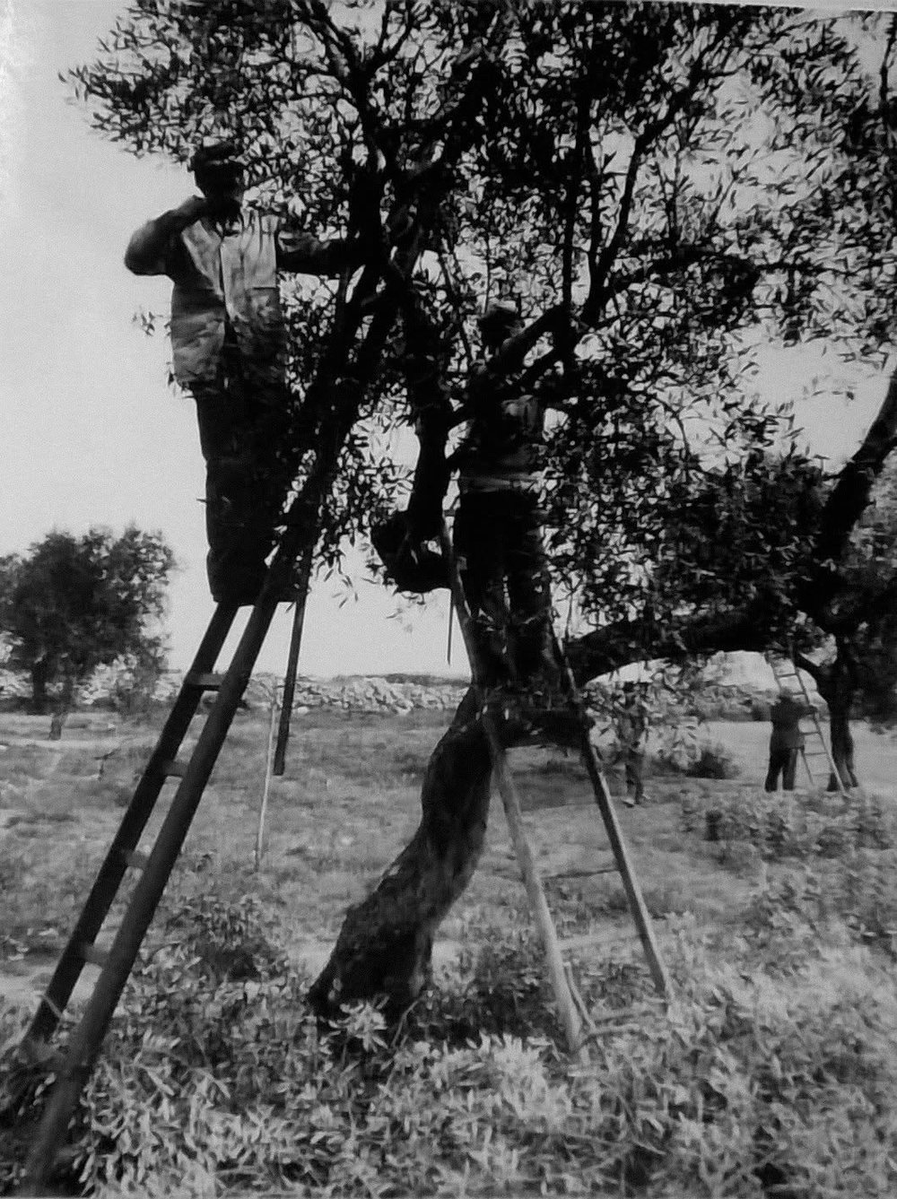 Wooden ladders against the branches: this is how you went up, before machines.