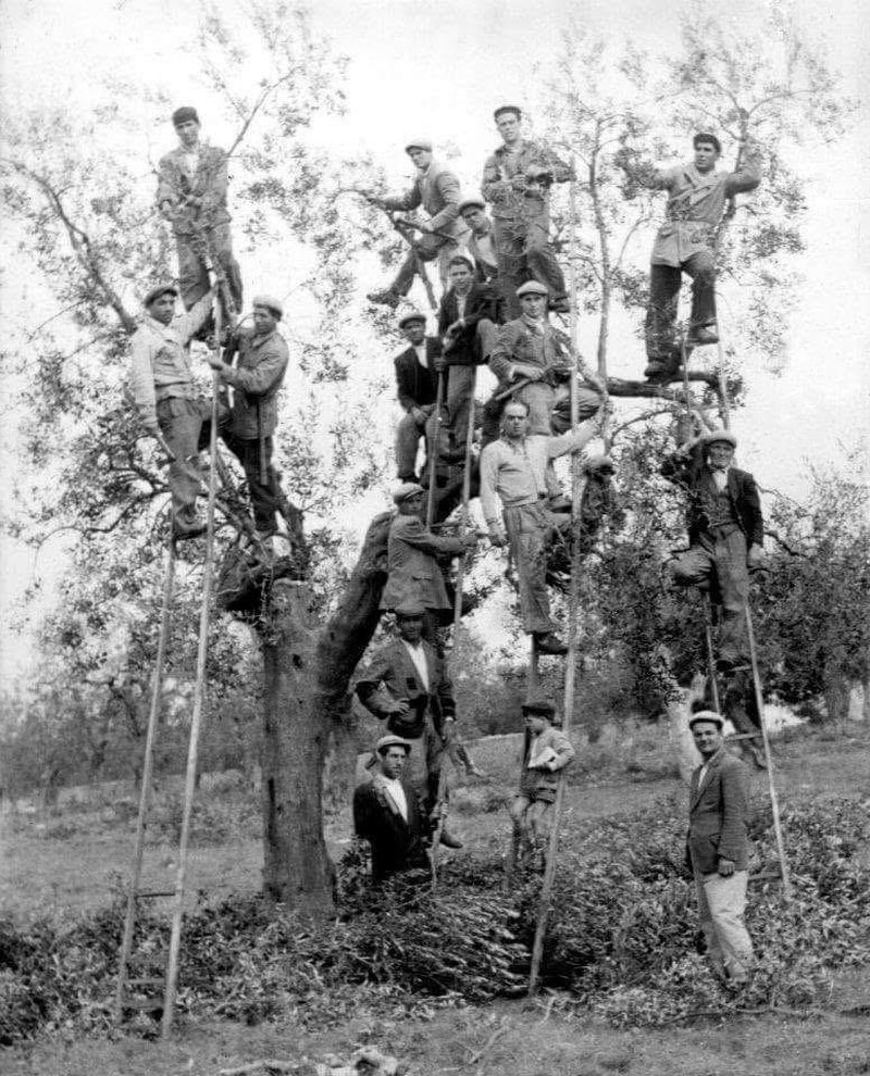 The pruning crew.